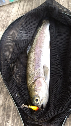 ニジマスの釣果