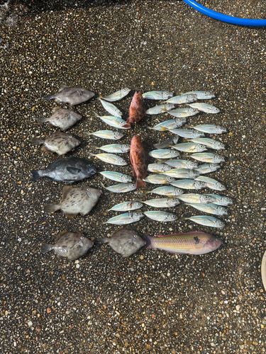 カワハギの釣果
