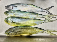 シイラの釣果