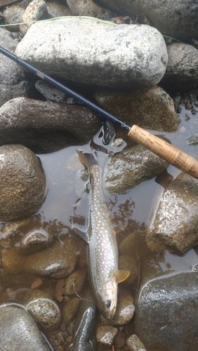 アメマスの釣果