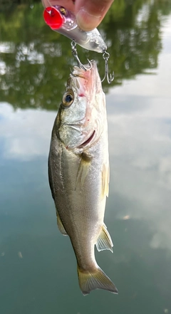 セイゴ（マルスズキ）の釣果