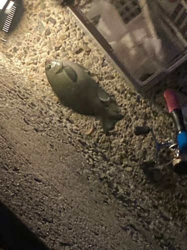 グレの釣果
