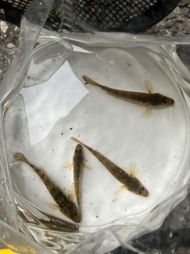 ハゼの釣果
