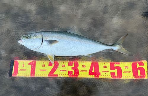 ブリの釣果