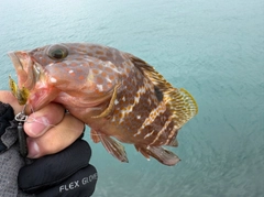 キジハタの釣果