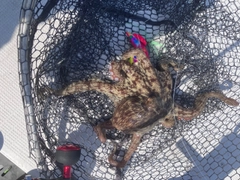 マダコの釣果