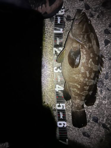 クエの釣果