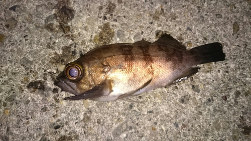 メバルの釣果