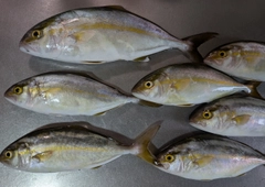 ショゴの釣果