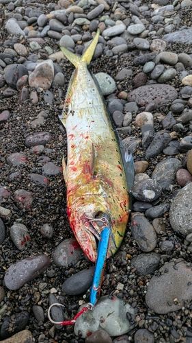 シイラの釣果