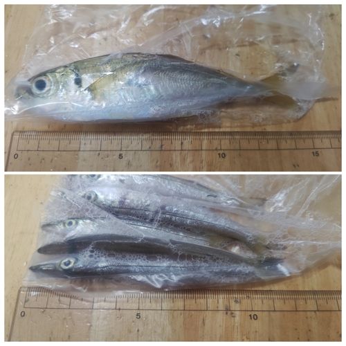 アジの釣果