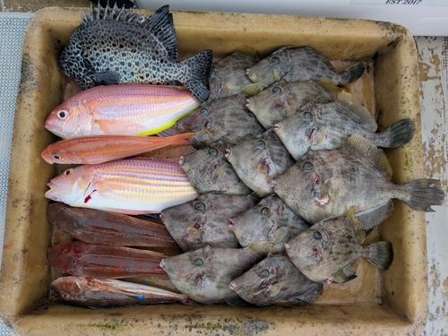 カワハギの釣果