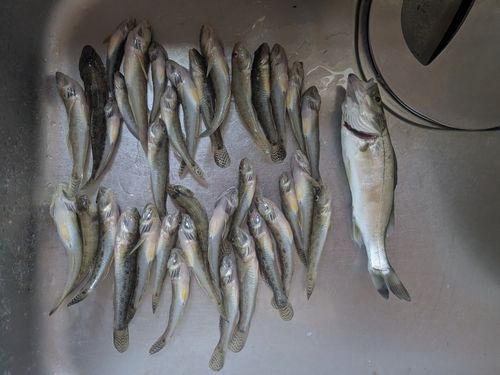 ハゼの釣果