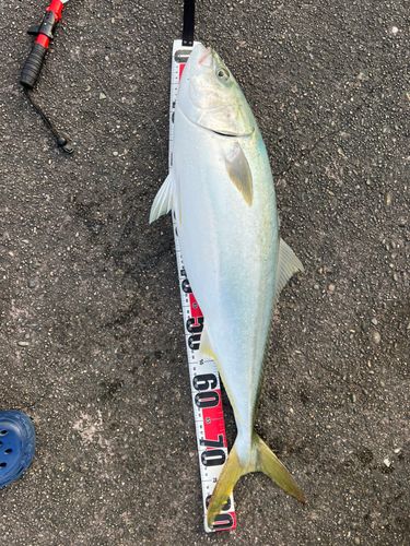 ブリの釣果