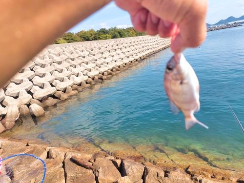 チャリコの釣果