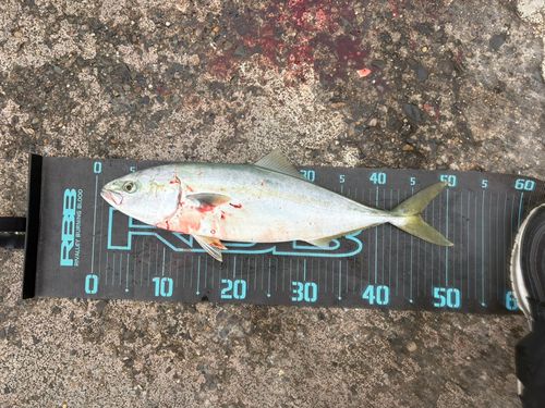 イナダの釣果