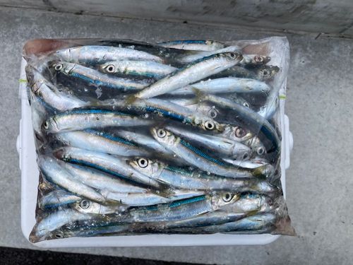 イワシの釣果