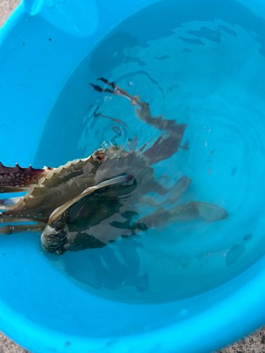 ワタリガニの釣果