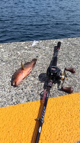 キジハタの釣果