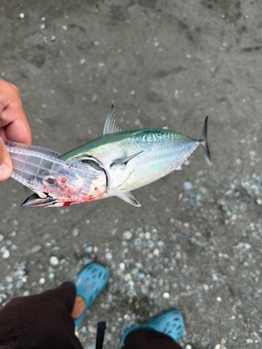 カツオの釣果