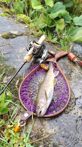 イワナの釣果