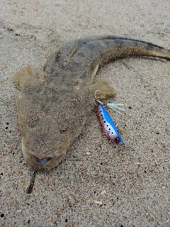 マゴチの釣果