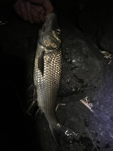 ニゴイの釣果