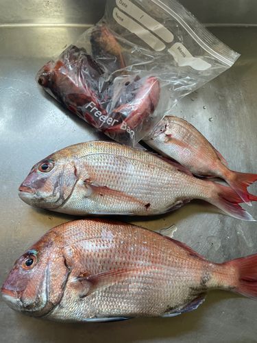 マダイの釣果