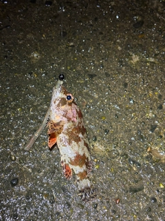 釣果