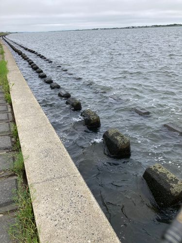 マハゼの釣果