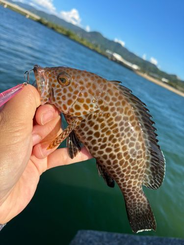 オオモンハタの釣果