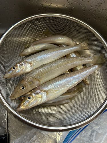 キスの釣果