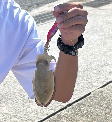 コウイカの釣果