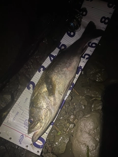 マルスズキの釣果