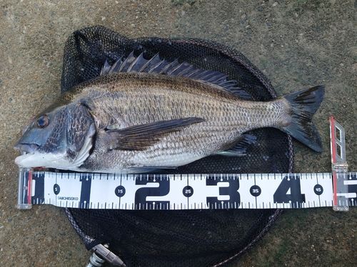 キチヌの釣果