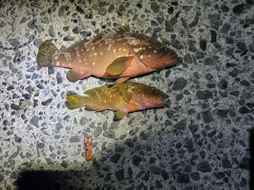 イラの釣果