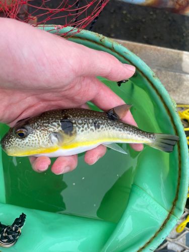 ショウサイフグの釣果