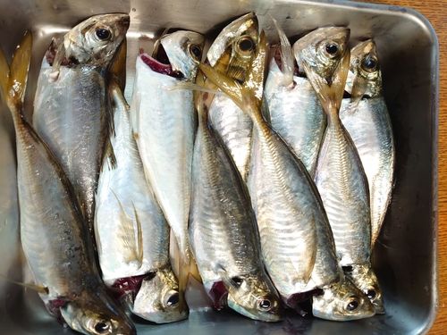 マアジの釣果