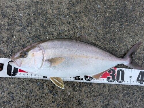 ショゴの釣果