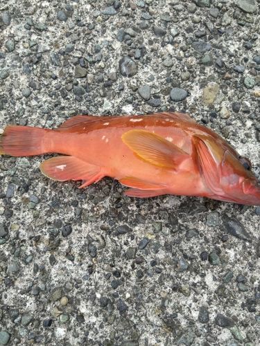 アカハタの釣果