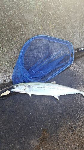 サワラの釣果