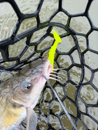アメリカンキャットフィッシュの釣果