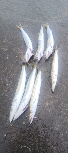 ショゴの釣果