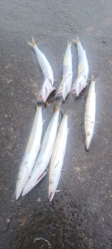 ショゴの釣果