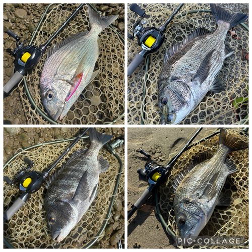 チヌの釣果