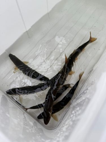 アユの釣果