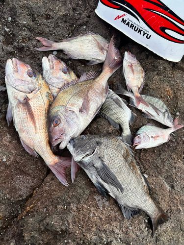 マダイの釣果