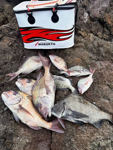 クロダイの釣果