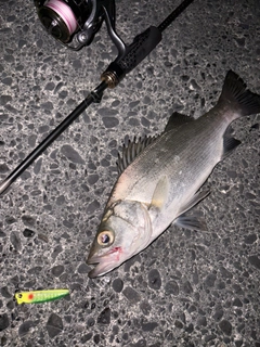 ヒラスズキの釣果