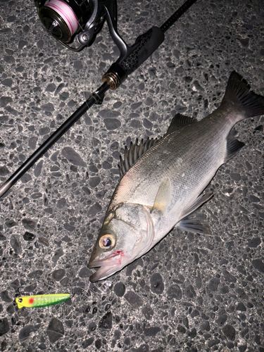 ヒラスズキの釣果